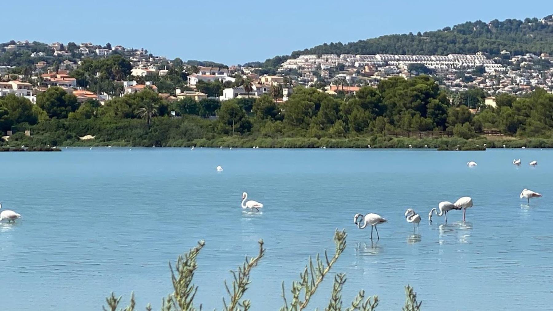 קלפה Timora Sea View New Apart' Hipocampos מראה חיצוני תמונה